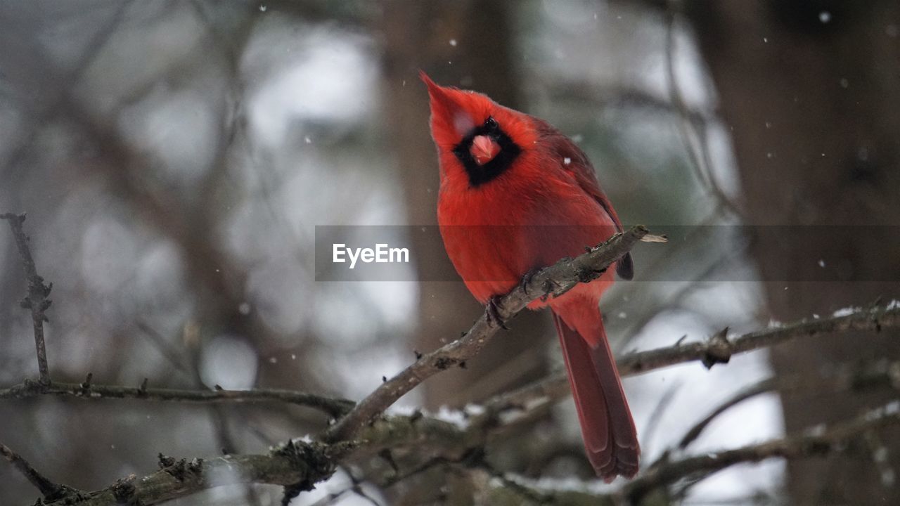 bird, animal, animal themes, red, animal wildlife, tree, nature, winter, branch, snow, one animal, wildlife, cold temperature, cardinal - bird, beak, perching, beauty in nature, plant, outdoors, no people, forest, environment, focus on foreground