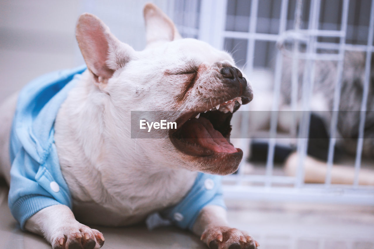 Close-up of dog yawning