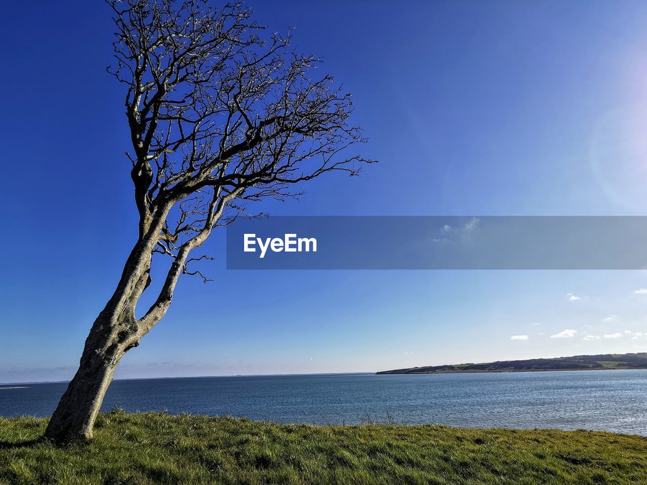 Tree by sea against clear blue sky