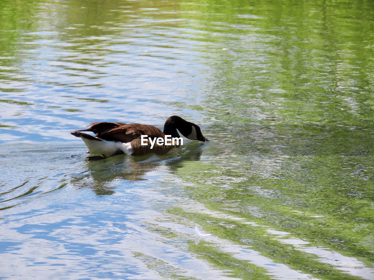 BIRD SWIMMING IN LAKE