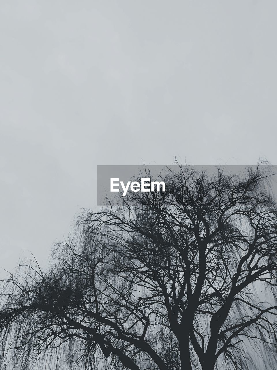 LOW ANGLE VIEW OF BARE TREES AGAINST SKY