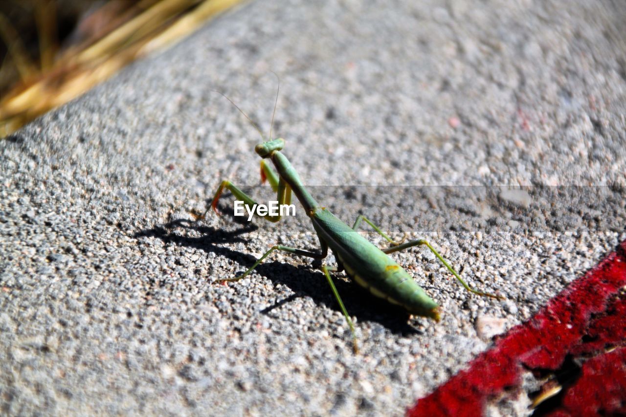 Close-up of grasshopper on retaining wall