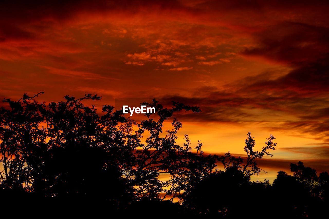 Low angle view of silhouette trees against dramatic sky