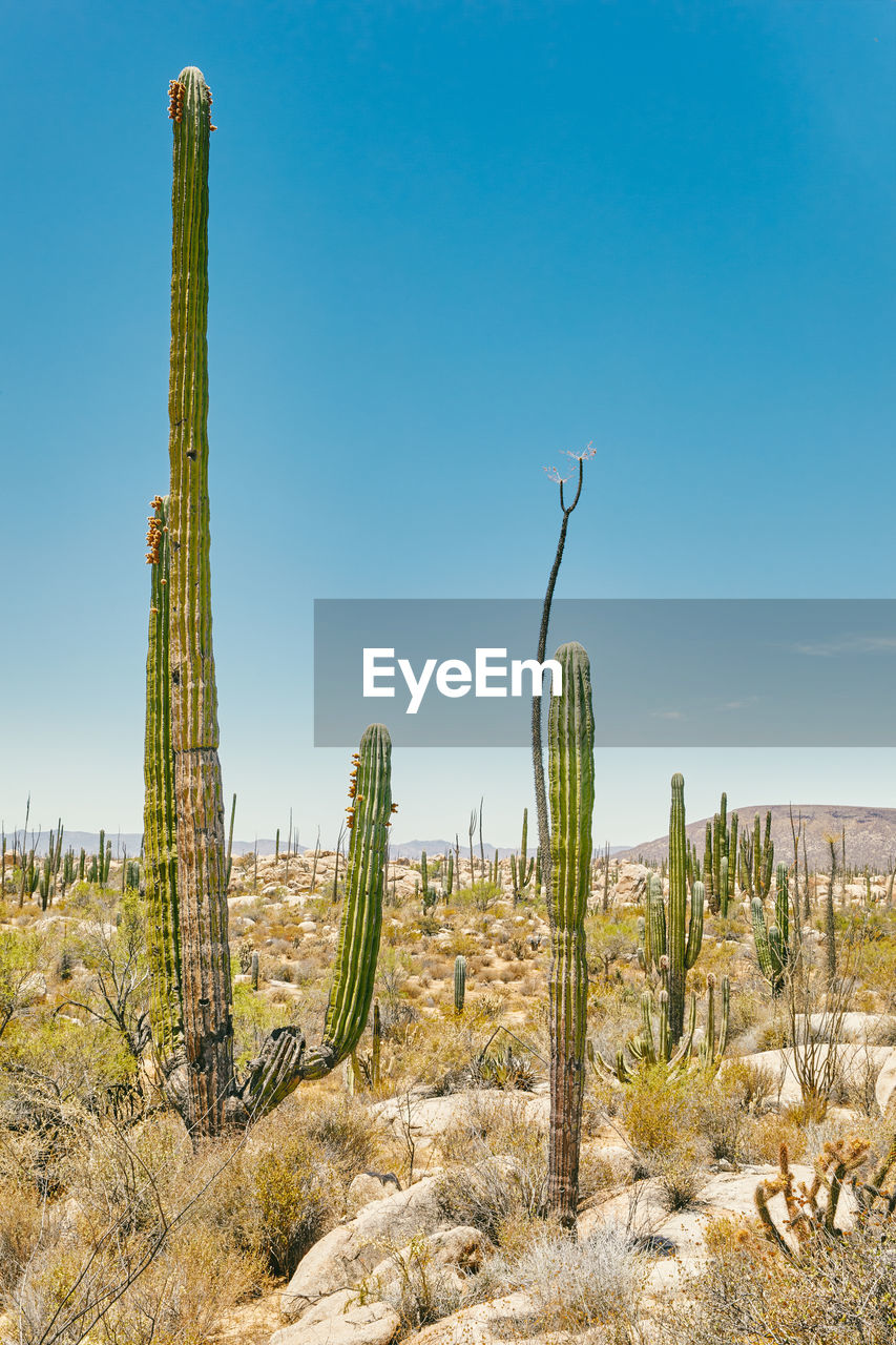 Giant cactuses during summer in desert of baja, mexico.