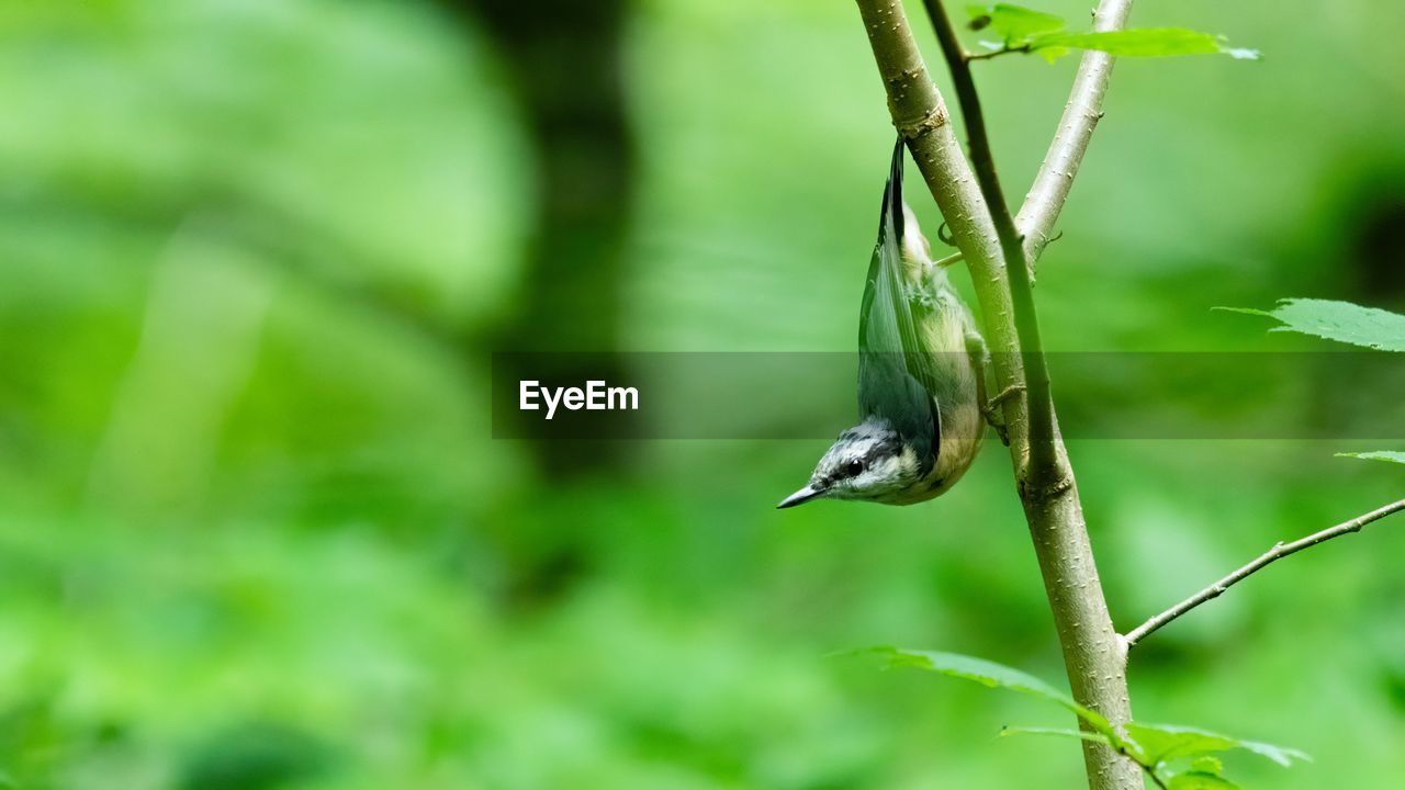 CLOSE-UP OF BIRD PERCHING ON LEAF