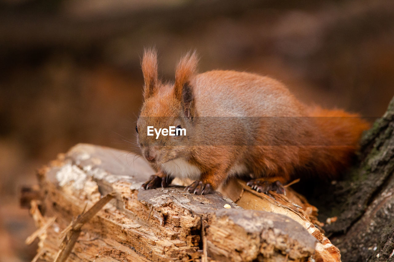 Close-up of squirrel on wood