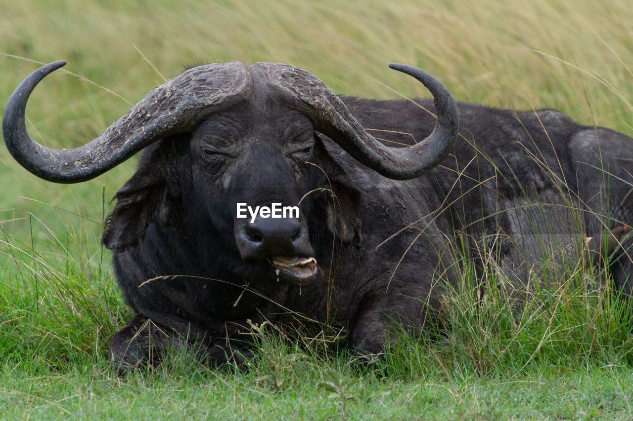 Portrait of buffalo laying in field