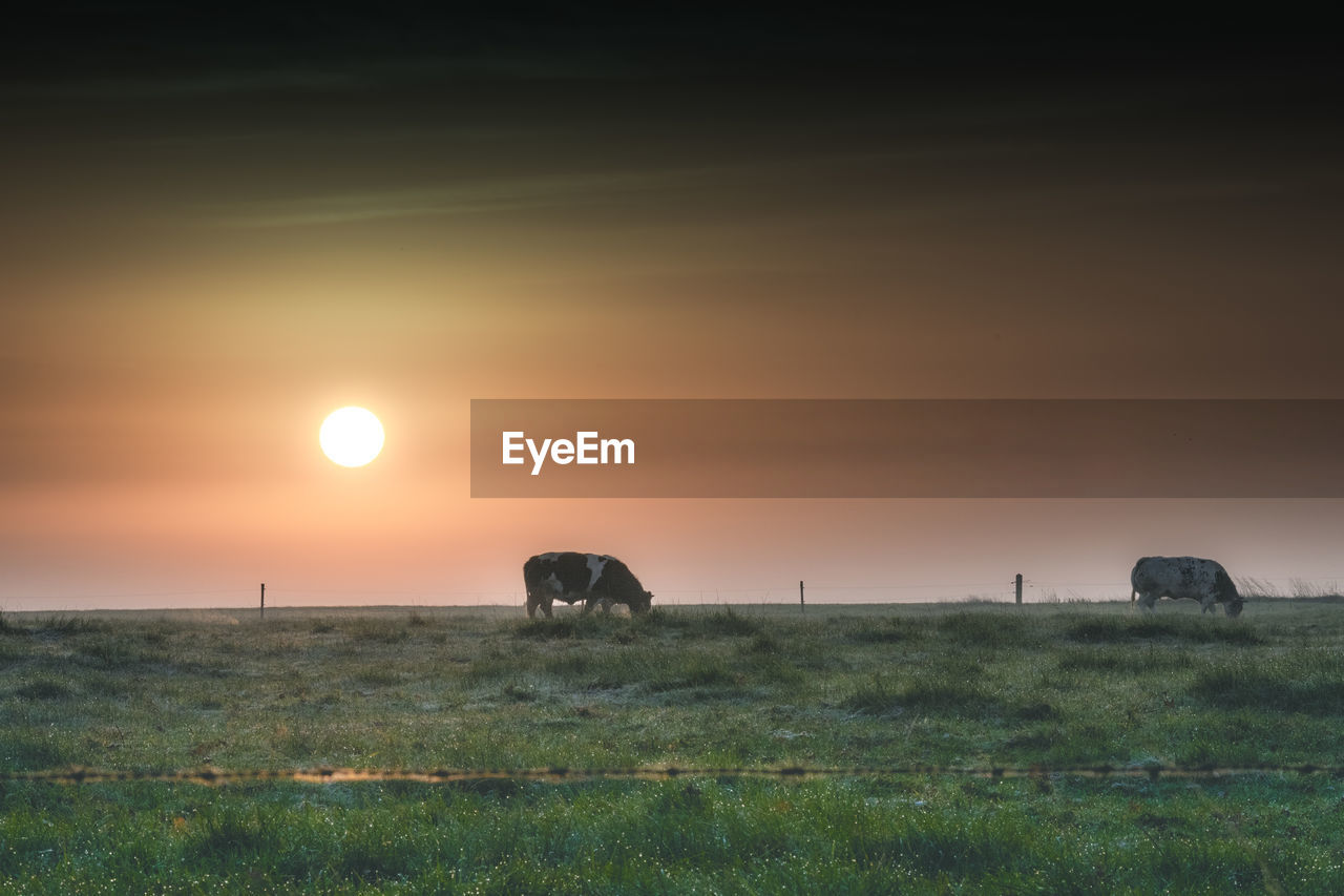 Cow grazing on field during sunset