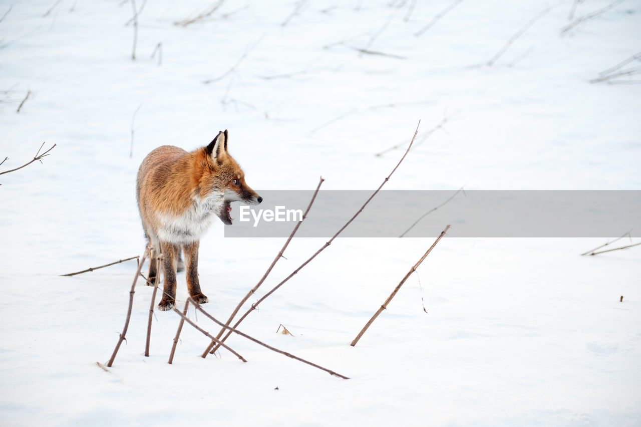 Fox looking away while standing on snow