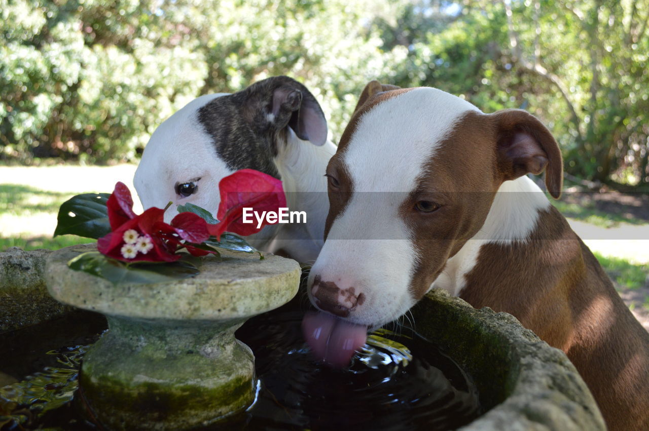 Close-up portrait of dog by water