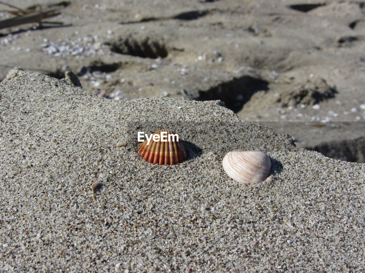 HIGH ANGLE VIEW OF SEASHELL ON SAND