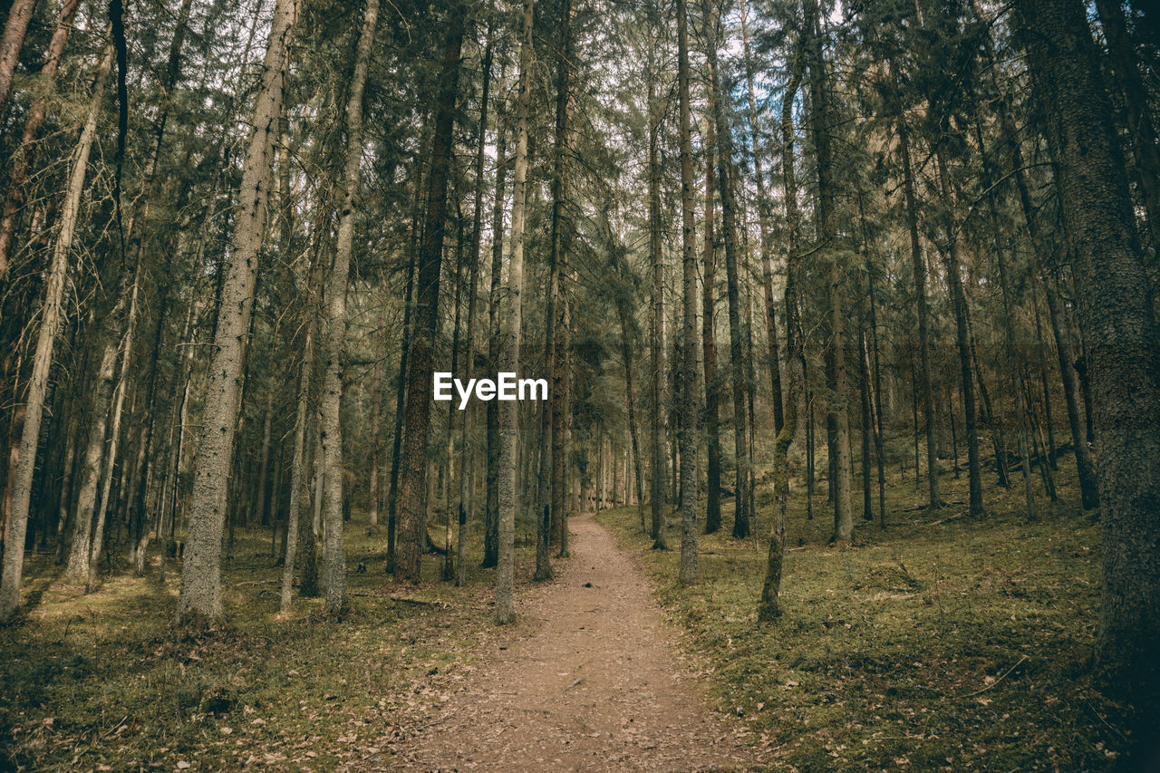 Footpath amidst trees in forest