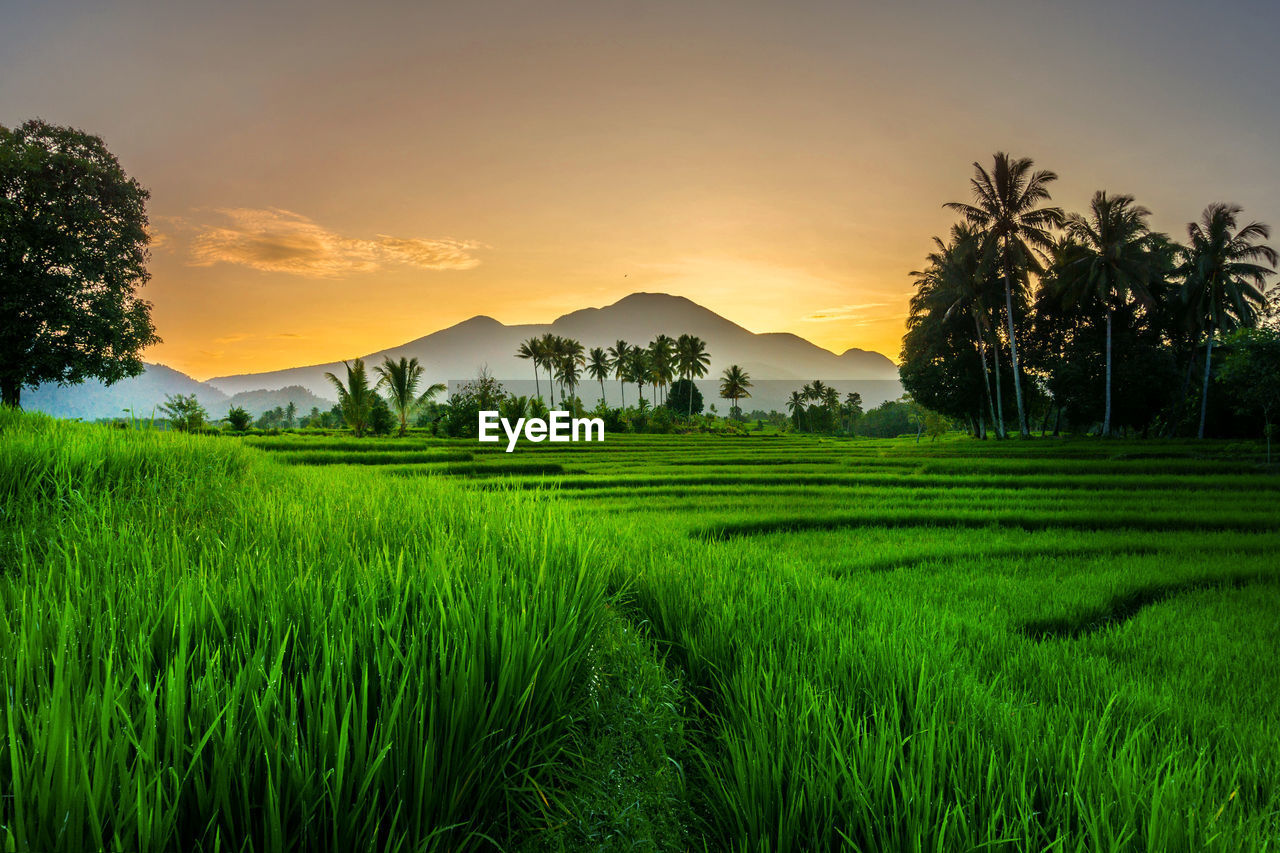 Scenic view of field against sky in rice fields indonesia