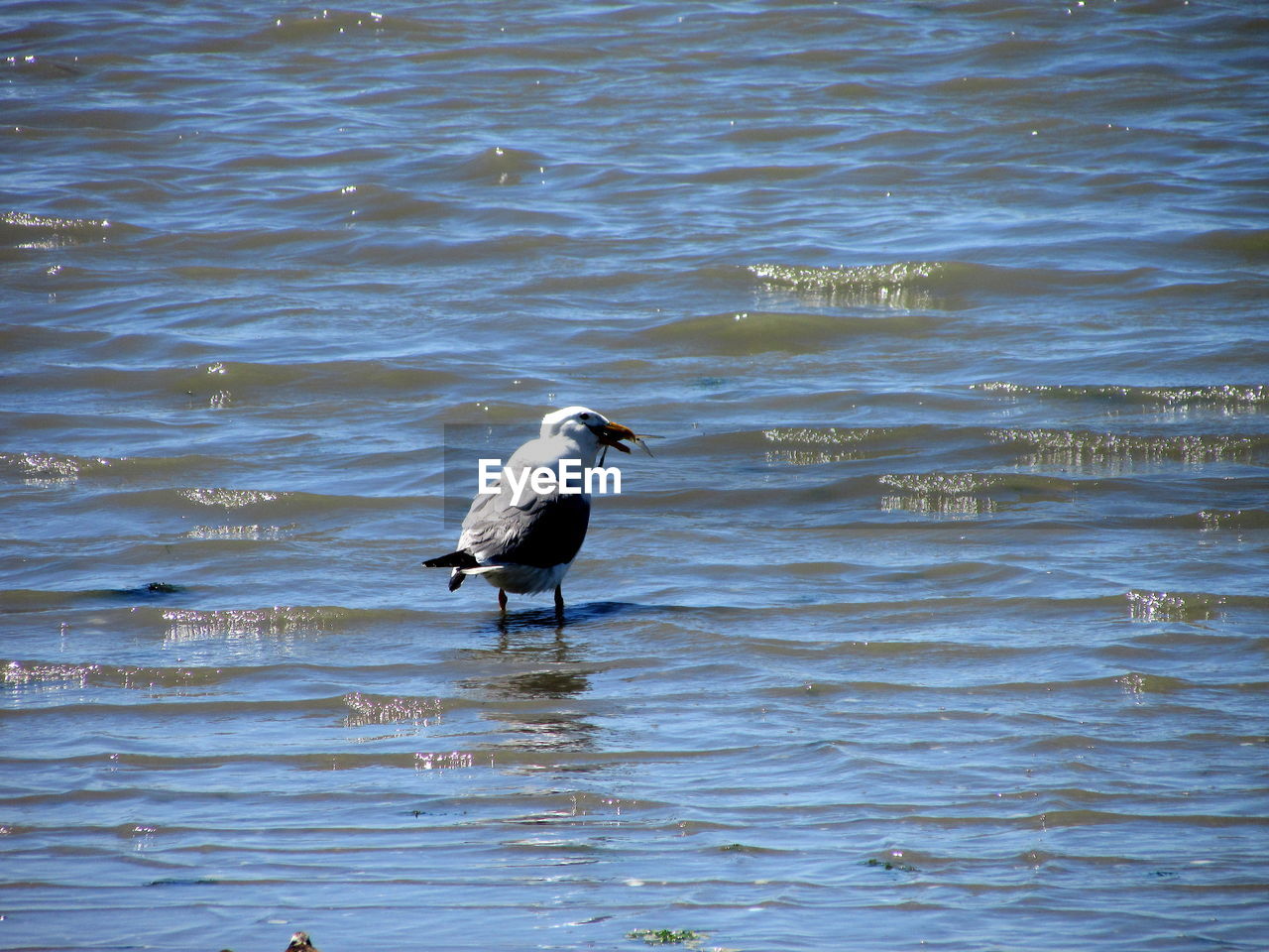 BIRDS IN WATER