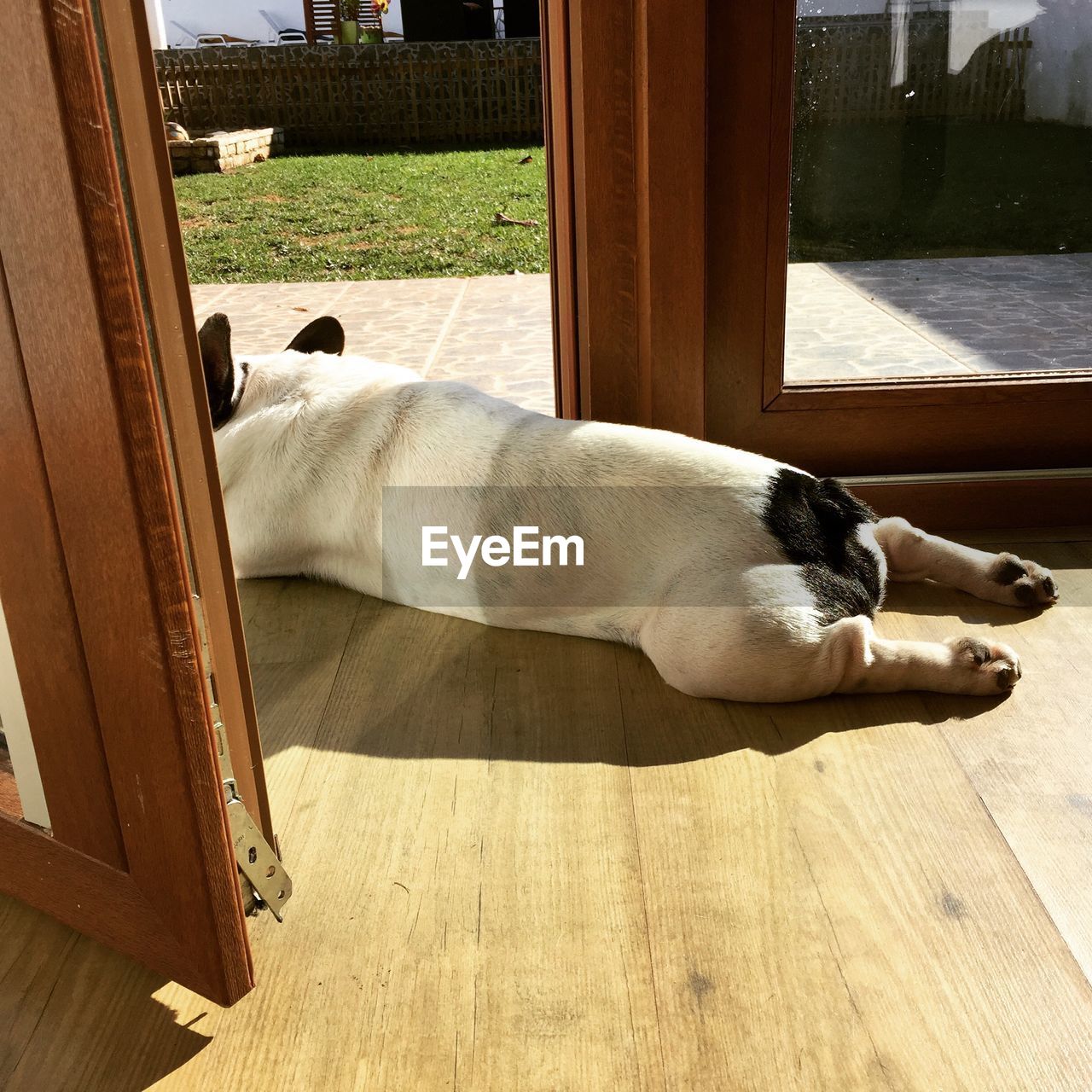 Close-up of dog resting on wooden floor