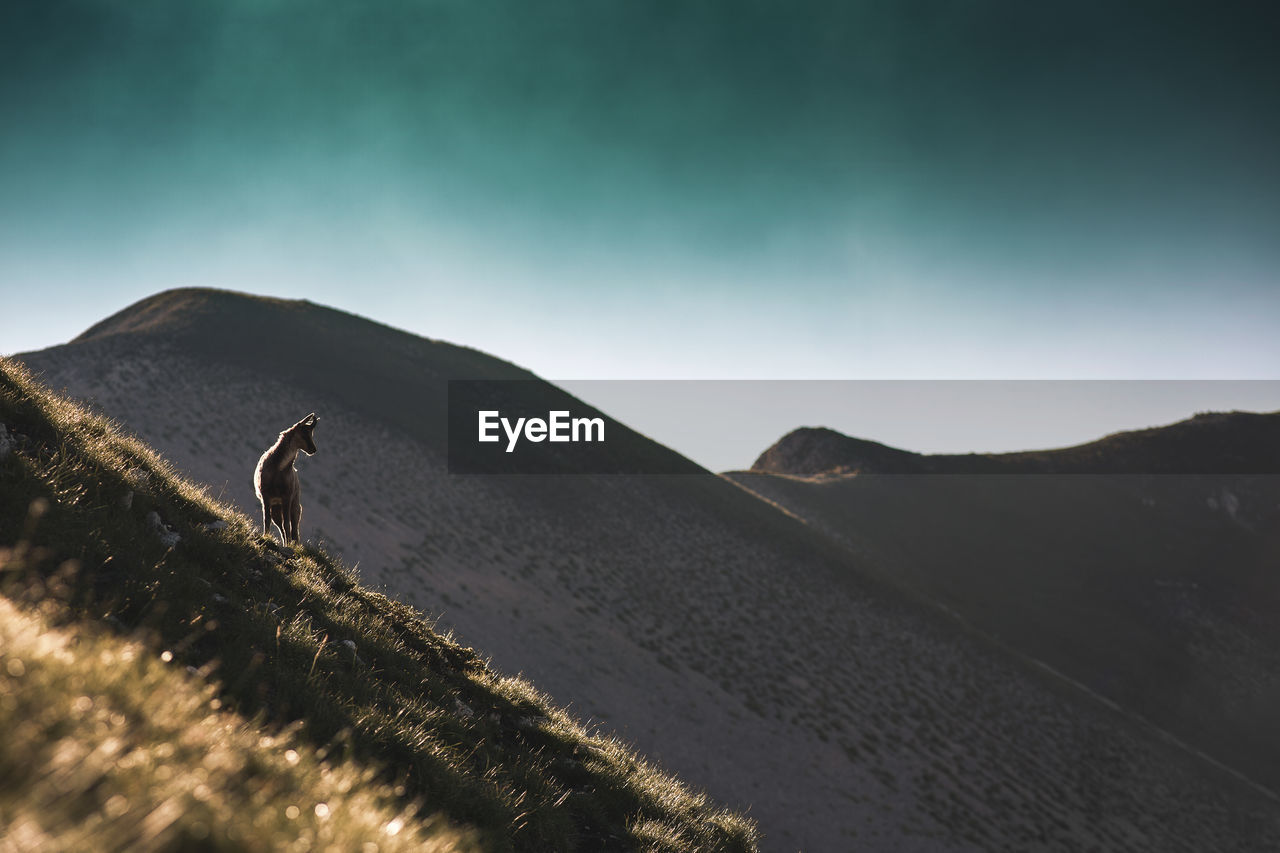 Mammal standing on mountain against sky