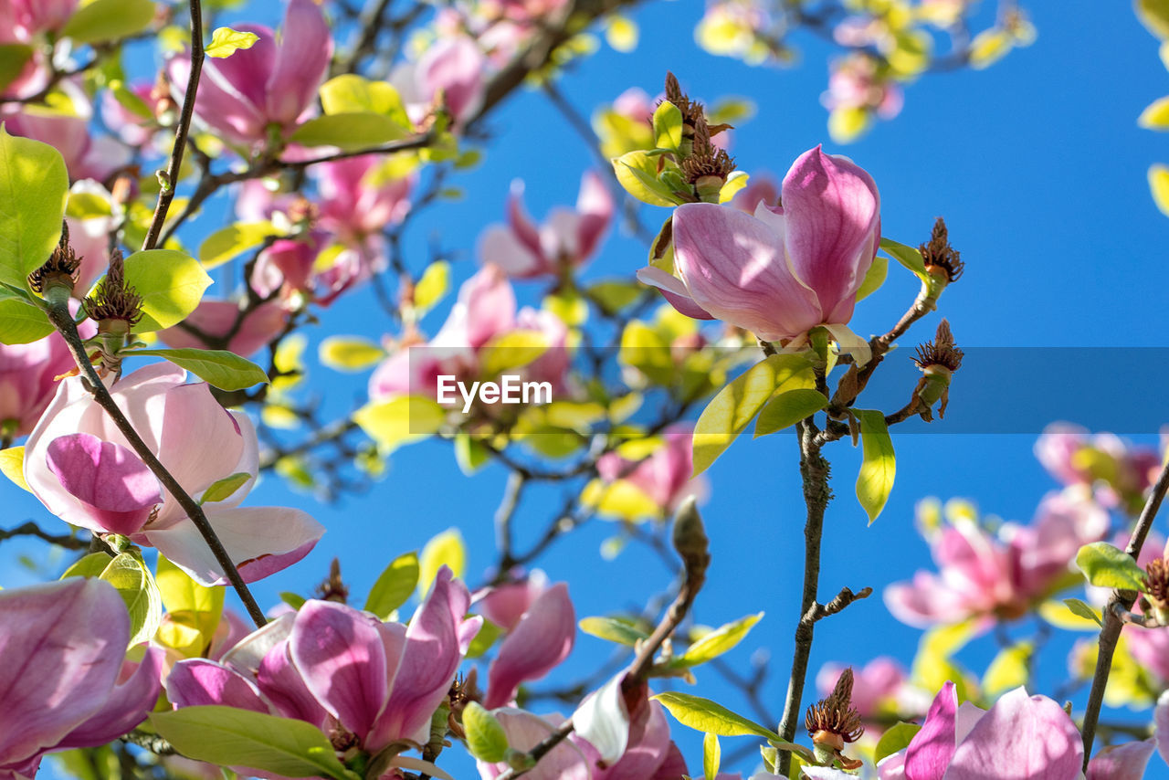 plant, flower, flowering plant, beauty in nature, blossom, pink, freshness, tree, growth, nature, branch, springtime, fragility, no people, close-up, spring, sky, focus on foreground, petal, day, outdoors, blue, plant part, low angle view, leaf, sunlight, twig, flower head, multi colored, inflorescence