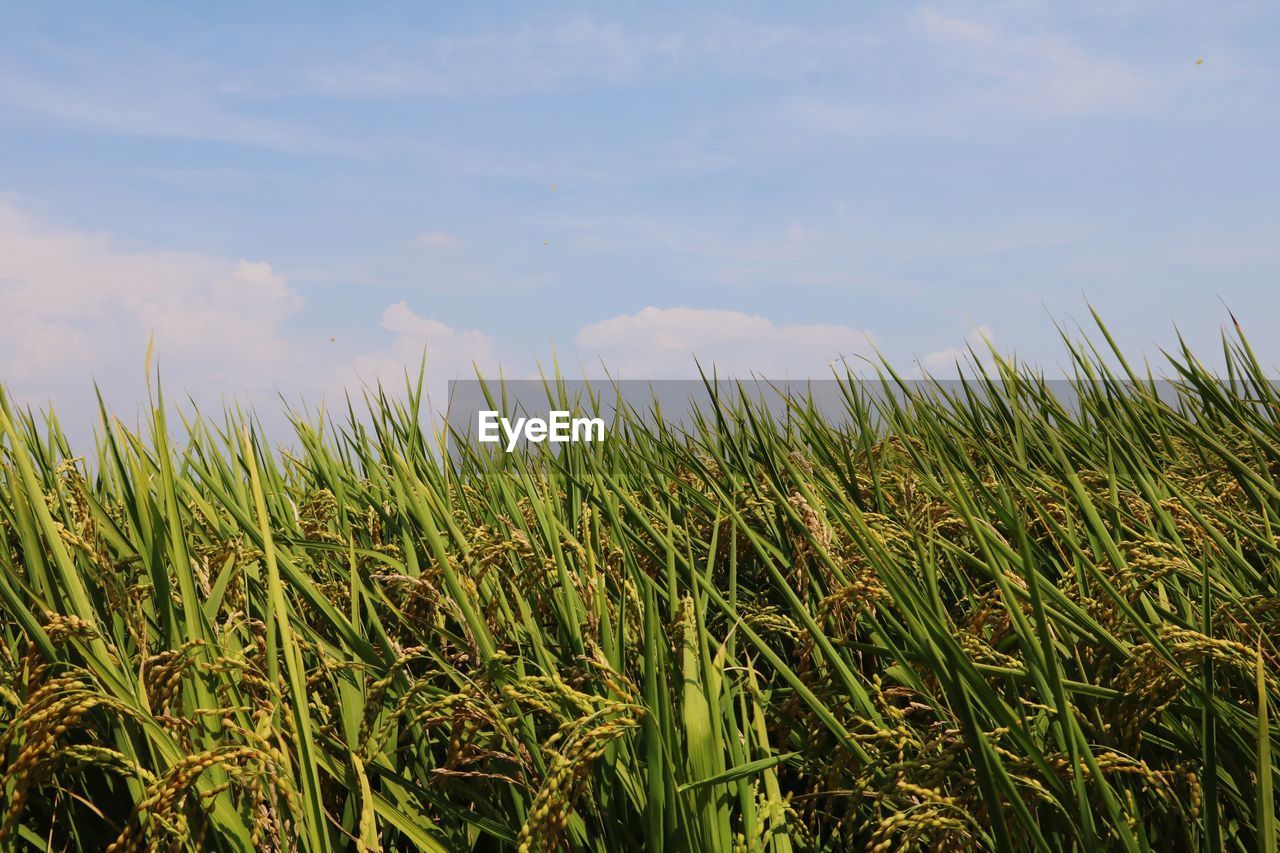 CROPS GROWING ON FIELD