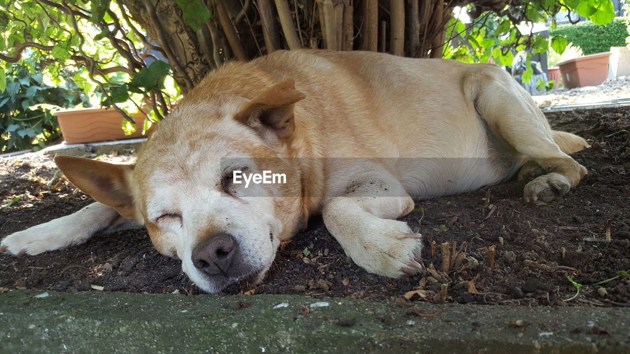 VIEW OF A SLEEPING DOG