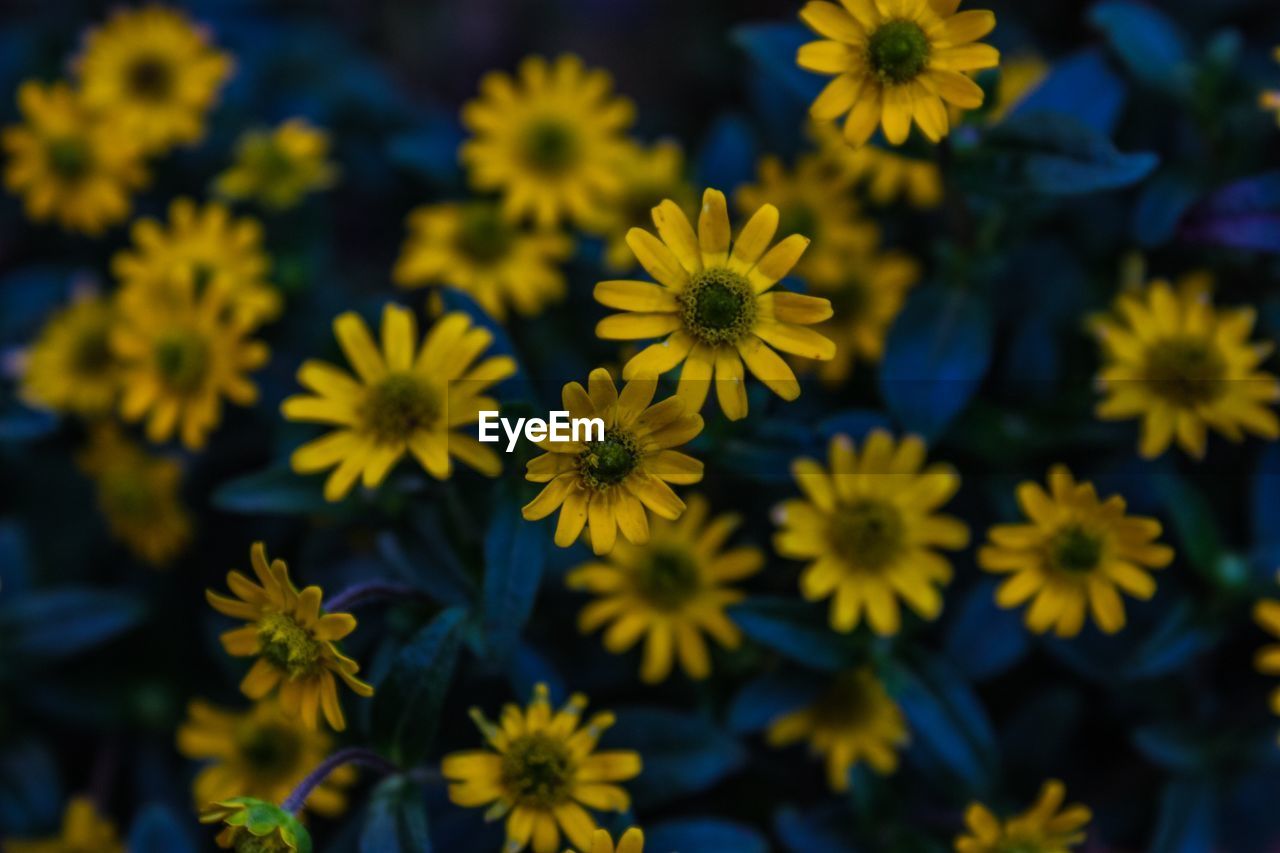 Close-up of yellow flowering plants