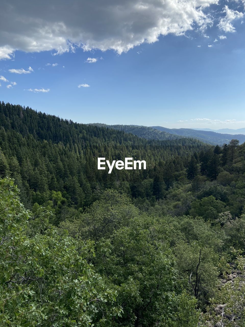 SCENIC VIEW OF TREES GROWING ON MOUNTAIN AGAINST SKY