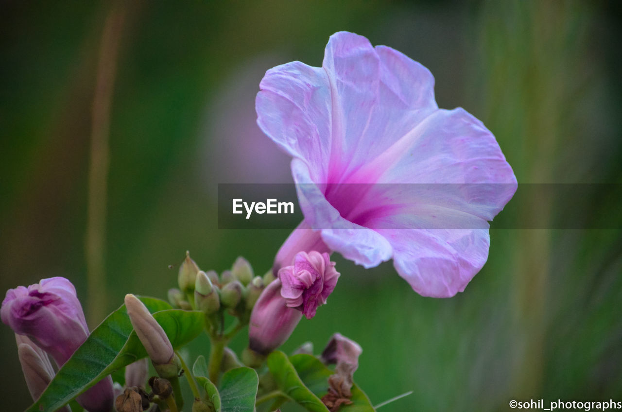 CLOSE-UP OF PINK FLOWER