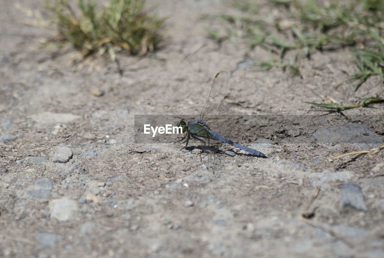 HIGH ANGLE VIEW OF FLY ON GROUND