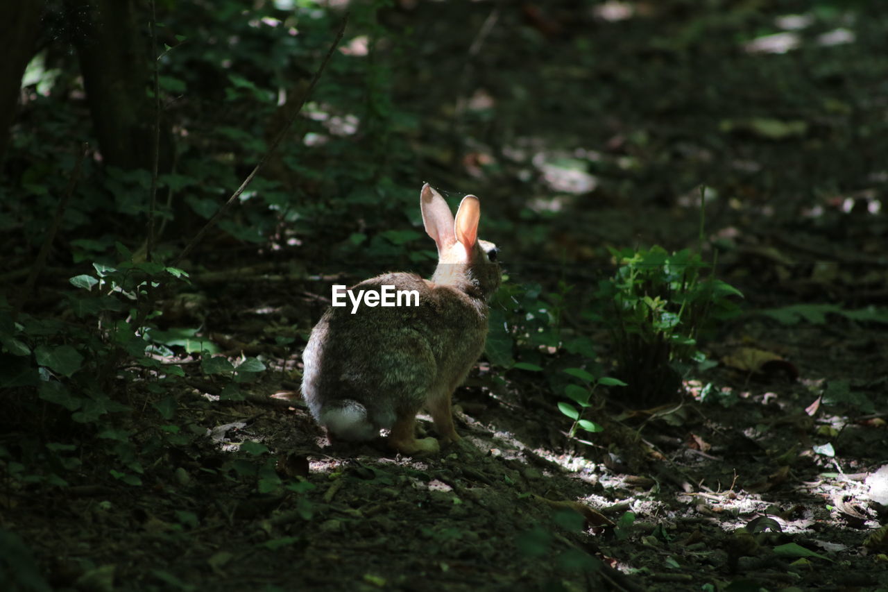 Close-up of rabbit sitting on ground