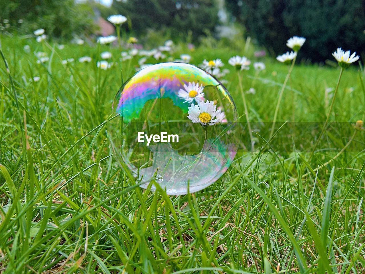 CLOSE-UP OF MULTI COLORED FLOWER IN GRASS