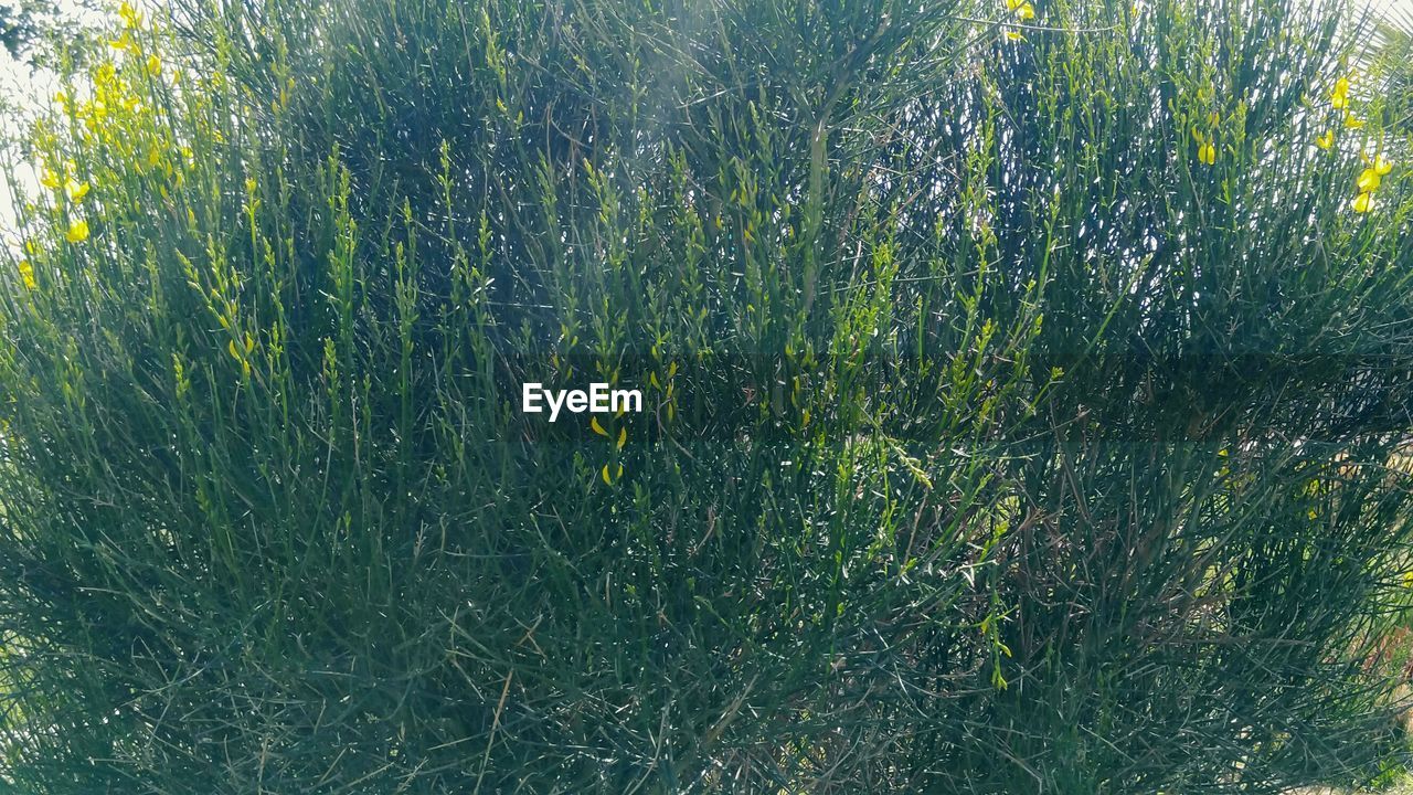 FULL FRAME SHOT OF PLANTS