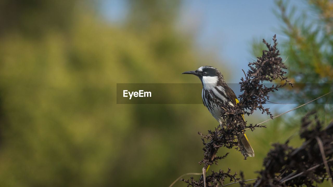 CLOSE-UP OF A BIRD PERCHING ON A TREE