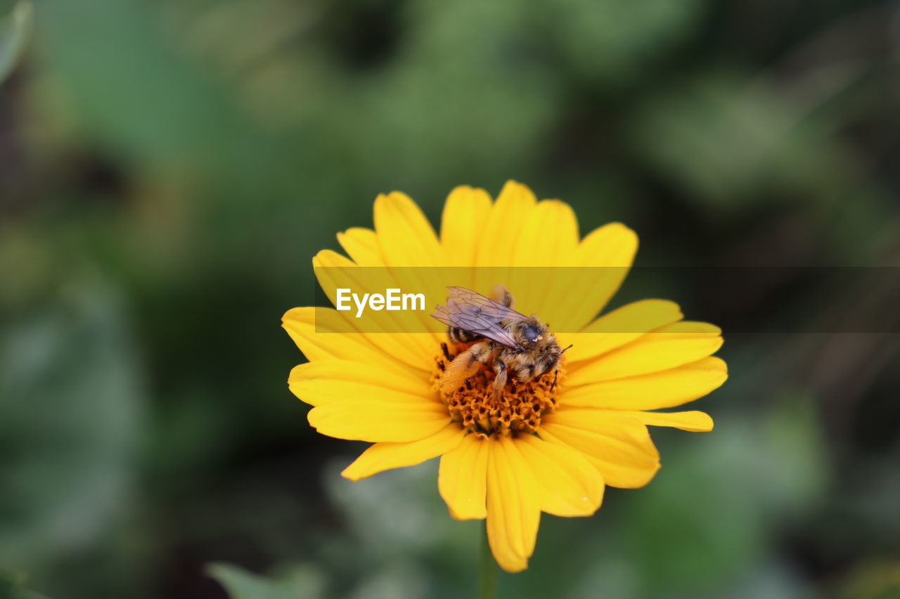 Close-up of bee on yellow flower