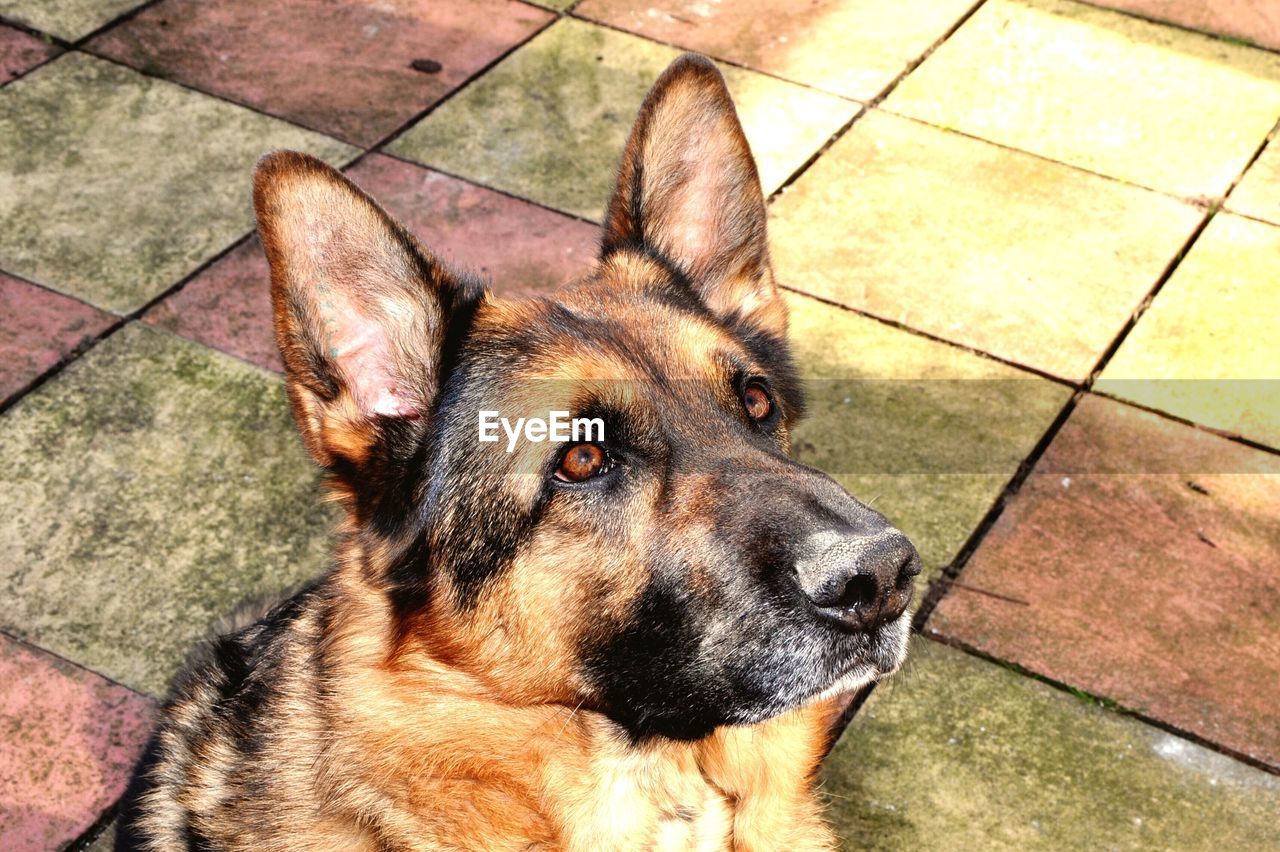 High angle view of german shepherd on tiled floor in back yard