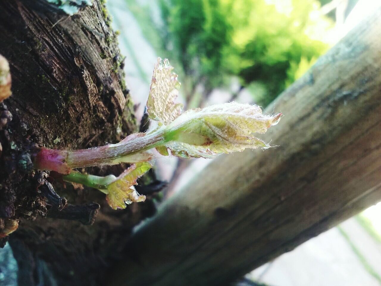 CLOSE-UP OF TREE TRUNK