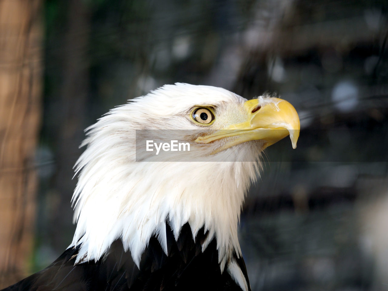 Close-up of bald eagle