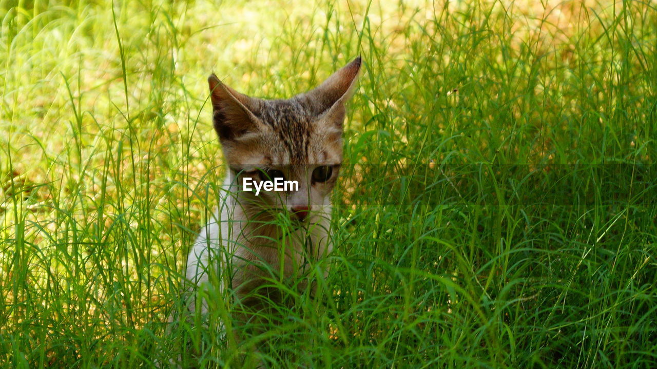 Kitten sitting on grassy field