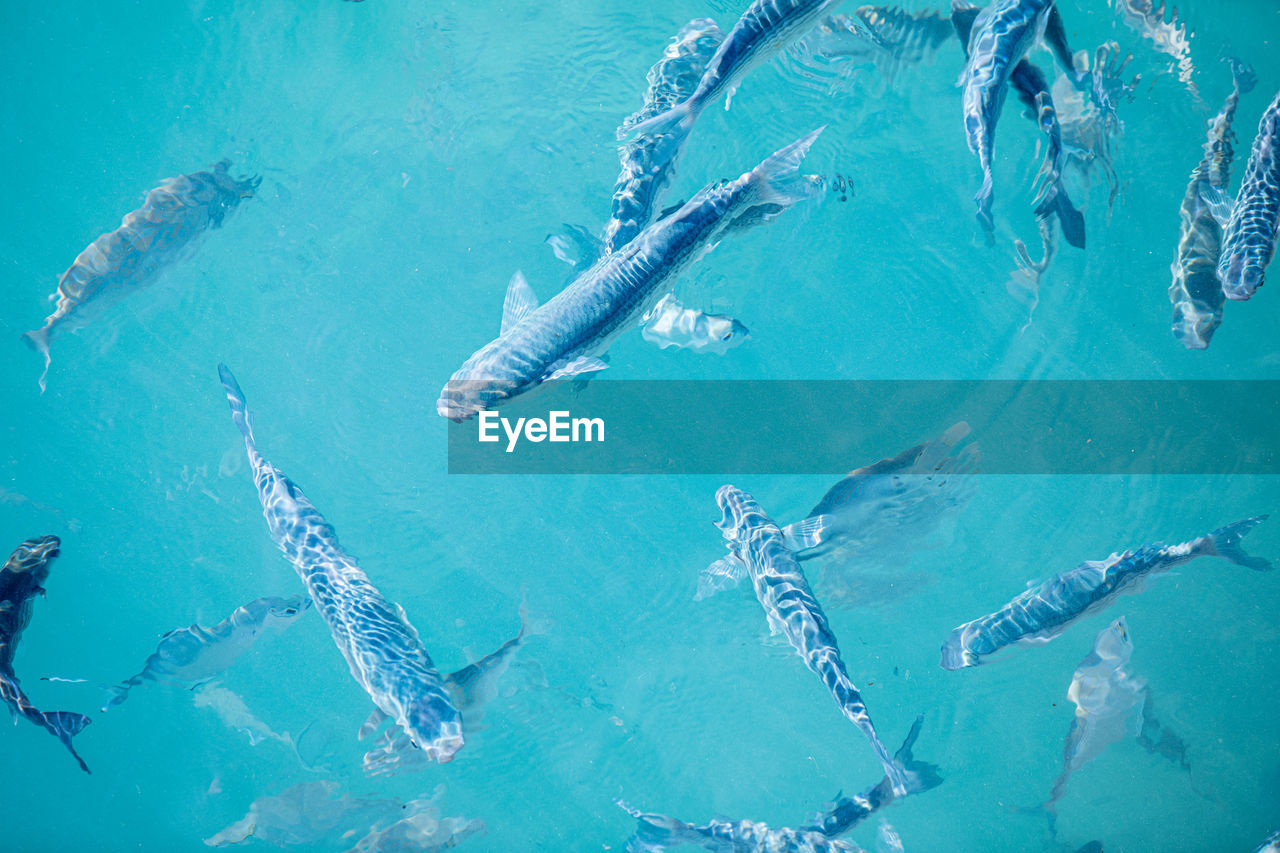 High angle view of fishes swimming in sea