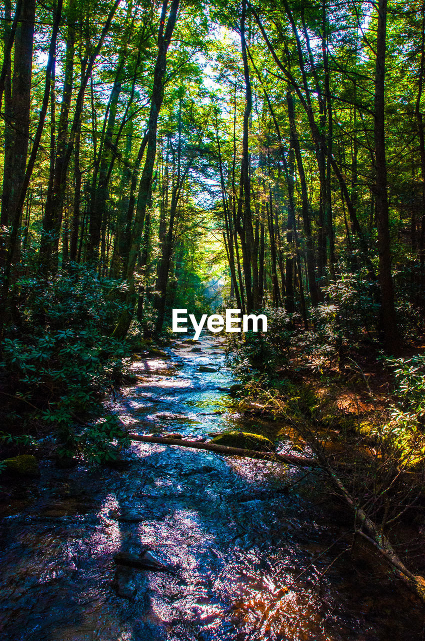 View of trees in forest