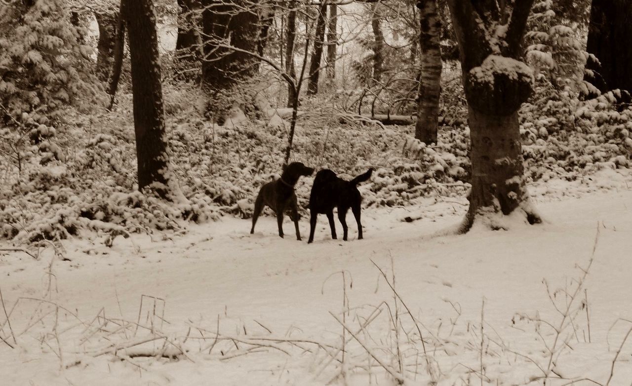 DOG STANDING ON SNOWY LANDSCAPE