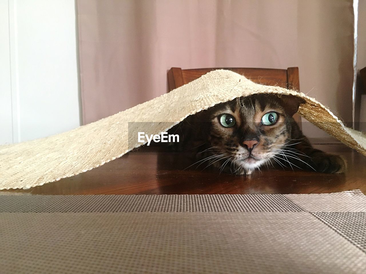 Close-up of cat peeking from under tablecloth