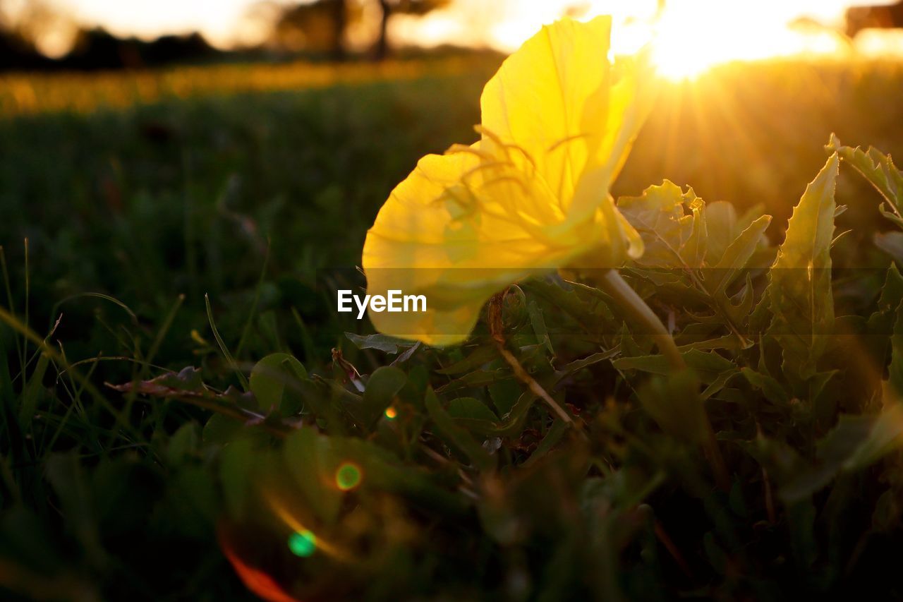 Close-up of yellow flower on field