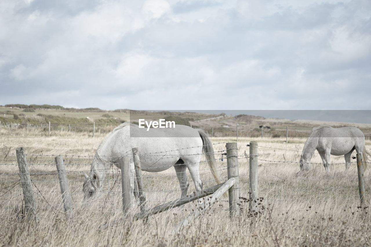 View of an animal on field against sky