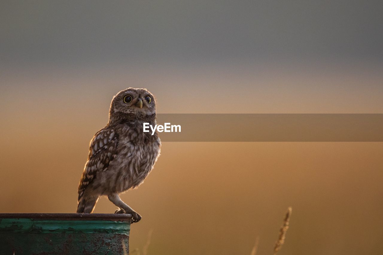 BIRD PERCHING ON WOODEN POST