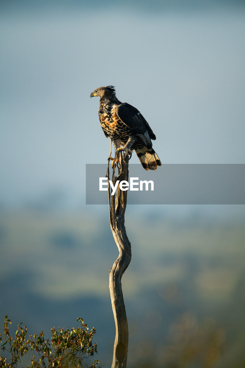 African crowned eagle on long thin stump