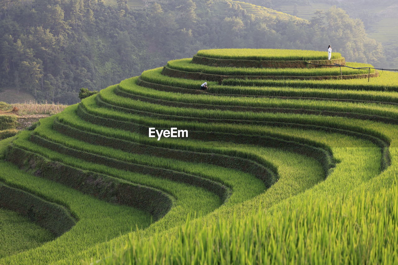 high angle view of agricultural field