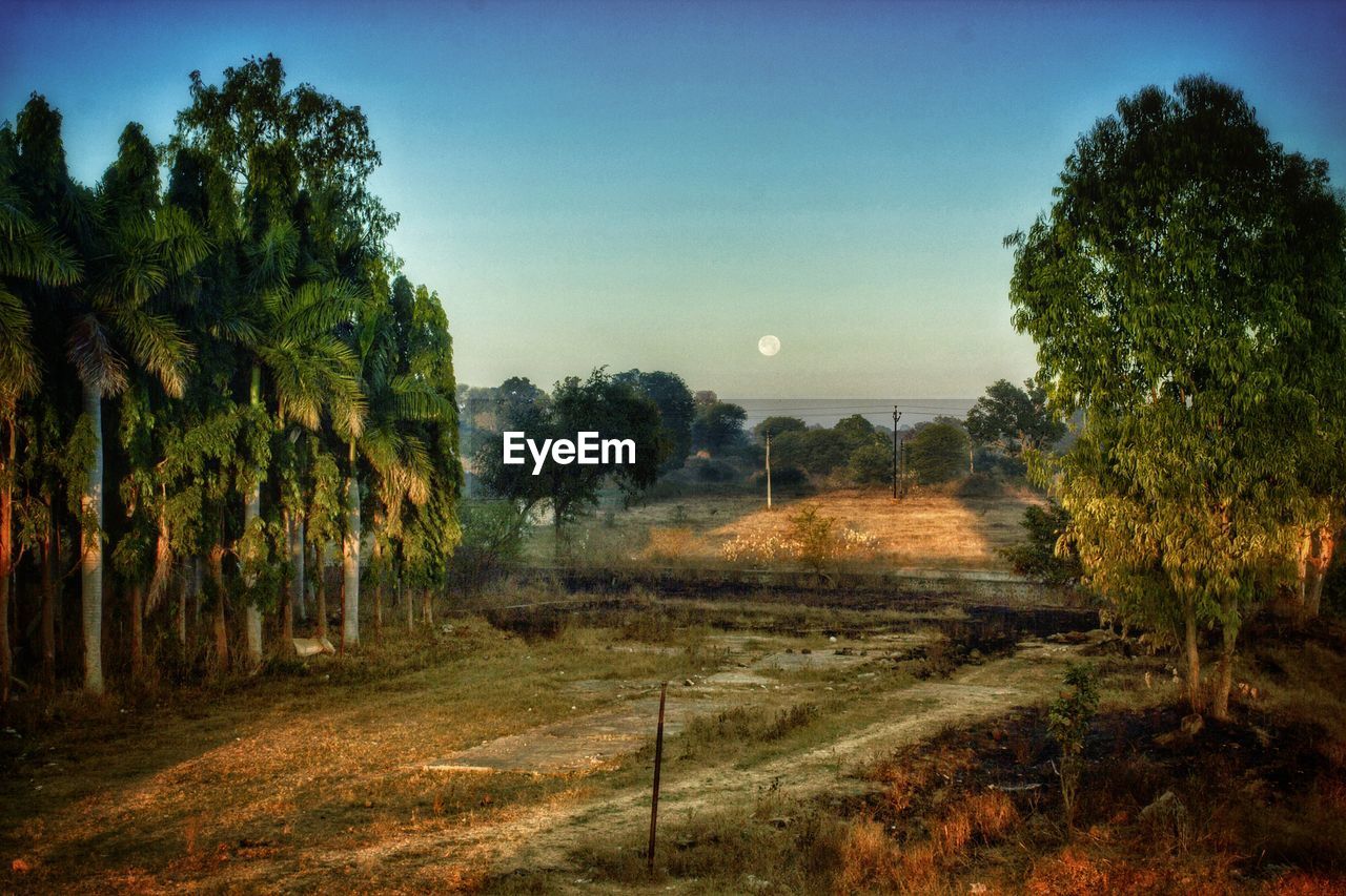 SCENIC VIEW OF TREES AGAINST SKY