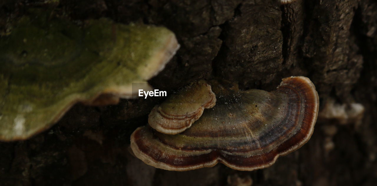 Close-up of fungus growing on tree trunk