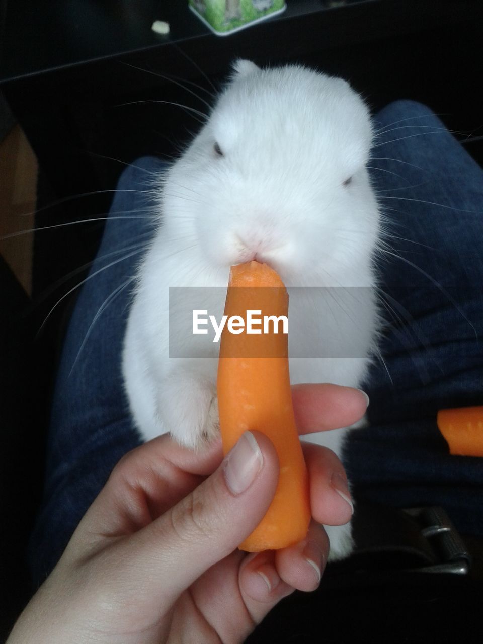 Midsection of person feeding carrot to rabbit