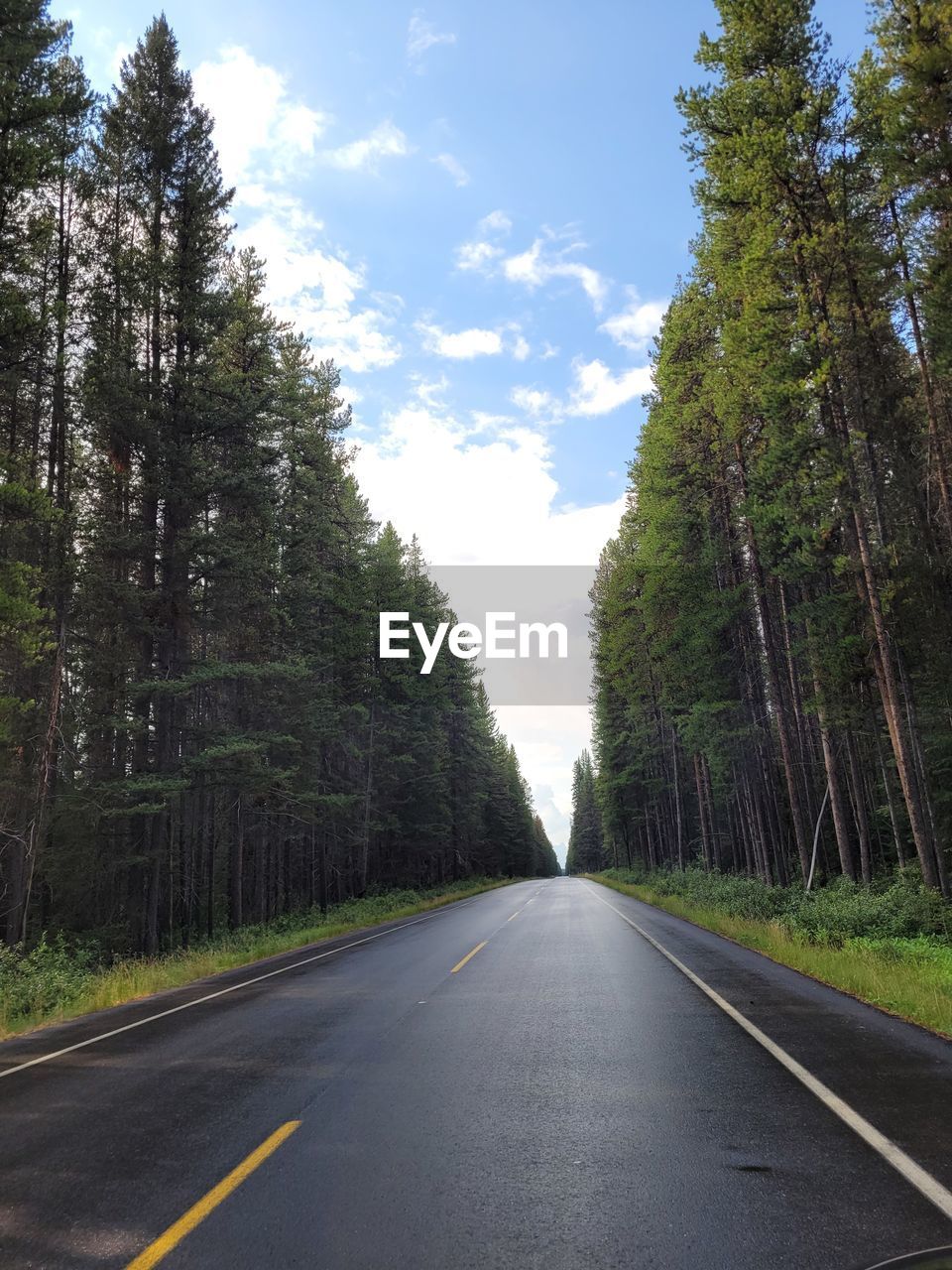 EMPTY ROAD AMIDST TREES AGAINST SKY