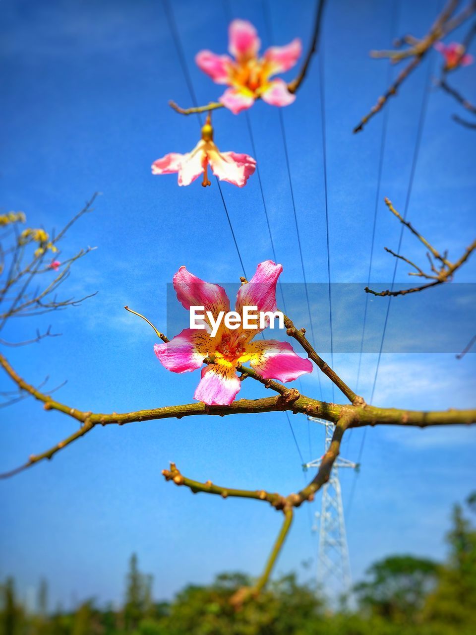 CLOSE-UP OF PINK CHERRY BLOSSOM AGAINST BLUE SKY